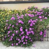 松葉菊