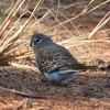 アキクサインコに魅せられて(2024年キャンプ7日目)