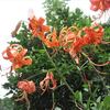我が家で夏に咲く赤い花
