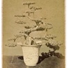 植物の成長と日光・養分について　スイング