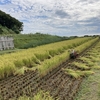 今年の稲刈り