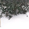 積もっちゃいましたよ、雪