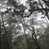 愛鷹山、霧の中