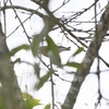 タウンゼンドアメリカムシクイ Townsend's Warbler