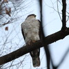 ハイタカ3羽、マミチャジナイ、ノスリ(大阪城野鳥探鳥 2016/12/10 6:15-14:00)