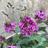 ＊開花が進むブッドレア＆ホスタのツボミ♡