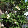 シャラ