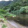住用の川2017【名瀬】