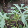 【家庭菜園】今回の収穫（オクラ、トウモロコシ）