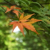 慈雲寺への公共交通アクセス