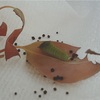 アオスジアゲハ　幼虫