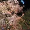 夜桜