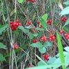 舞岡公園「鮮紅色になったオニシバリの果実」
