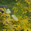 初めての植物｢エルダーベリー黄金葉」