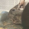 しろごまあん1426日目