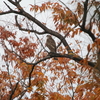オオタカ・アトリ・バン(大阪城野鳥探鳥 20191123 6:15-12:15)