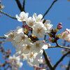 大石寺周辺の桜