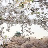 大阪城・桜