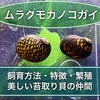 ムラクモカノコガイの飼育方法〜コケ取り能力が高く丈夫で美しい貝〜