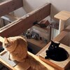 にゃんずの朝のルーティーン