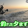 【#16】皆さん帰った後に"コレ"が釣れました🐟in田原サーフ【釣行日2023/11/22(水)】