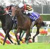 競馬初心者必見☆馬券予想🔥〜マイルチャンピオンシップ〜購入馬券大公開㊙︎