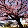 蓬莱桜：その五