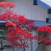 春の紅葉(^O^)
