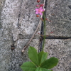 はぜ蘭、三時花、coral flower