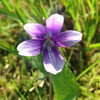 (221) Viola mandshurica