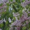 桜２０１６　その４