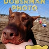 無料セール残り２４時間！『The Doberman Photo-2-』