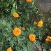 Marigold