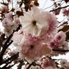 早めの開花　八重桜