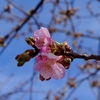 河津桜が二輪咲きました