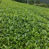 今年のお茶づくり　夏の反省点