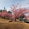 松ヶ崎城址の河津桜