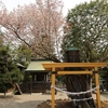 静神社の山桜・・