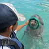 沖縄旅行　青い海白い砂浜　３日目　イルカにタッチ　イルカと遊ぼう　もとぶ元気村