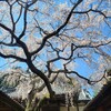 【京都】大原野、『十輪寺』に行ってきました。京都桜