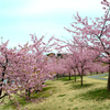 Part 2　新潟県立植物園の春の外周散歩