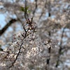 日曜日は花見日和🌸