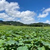 古代蓮を見に来たのだけど…