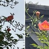 梅雨を詠んだ短歌　　おんめ様にはアガパンサスが満開．妙本寺の凌霄花が咲き始めました．　靄（もや）のなか光り浮き来る屋根の上に梅雨の海の時明り見ゆ　島木赤彦　　うすぐらき小路ををゆきて人の香をおぼゆるまでに梅雨ふけわたる　斎藤茂吉　　つゆの雨やむ昼さがりアカシアの花茫々と山せまりくる　鎌田純一　　荒梅雨の熊野の真杉ひたすらに立ちをるのみの強さあらはる　馬場あき子　　森の木に草葛しげり耳下腺に神経叢のゆらぐ梅雨鬱　久々湊盈子