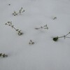 雪の中の雑草