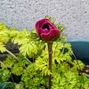 ミモザの花が咲く頃に。。。