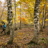 秋色のブナの森を歩く　尼ヶ禿山～迦葉山