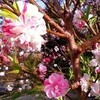 ふわふわ科学  １ 