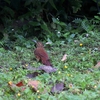 Strong-billed Woodcreeper ハシブトオニキバシリ