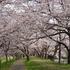 【福岡堰・2019年】　水面にうつる桜が楽しめる花見の定番スポット